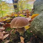 Semesterbostad під горою 2 Sheshory