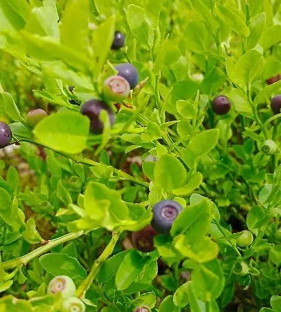 під горою 2 *