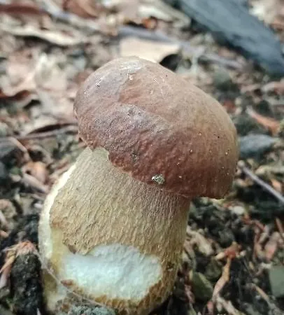 Сasa de vacaciones під горою 2