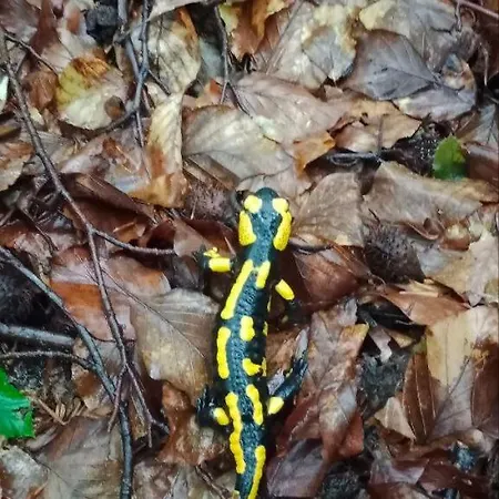 під горою 2 Vakantiehuis