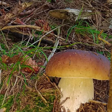 Vakantiehuis під горою 2 Sheshory