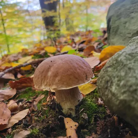 Vakantiehuis під горою 2 Sheshory