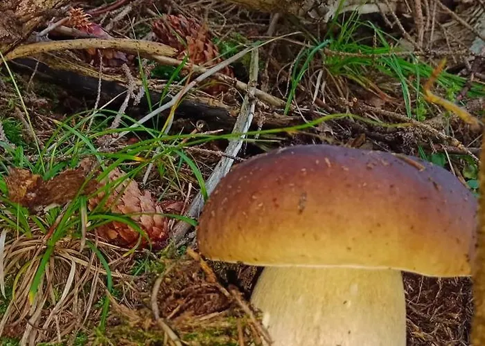 度假居 під горою 2 舍绍里