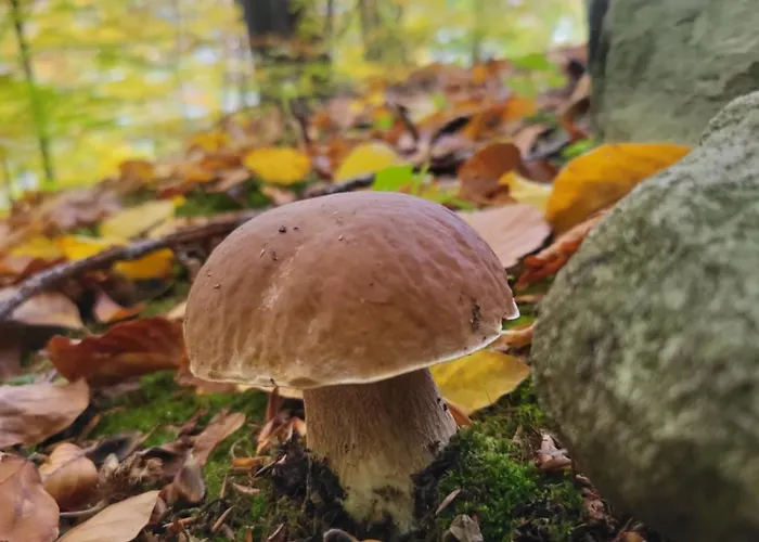 度假居 під горою 2 舍绍里